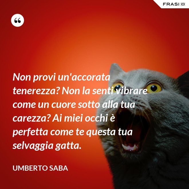 Non provi un'accorata tenerezza? Non la senti vibrare come un cuore sotto alla tua carezza? Ai miei occhi è perfetta come te questa tua selvaggia gatta. - Umberto Saba