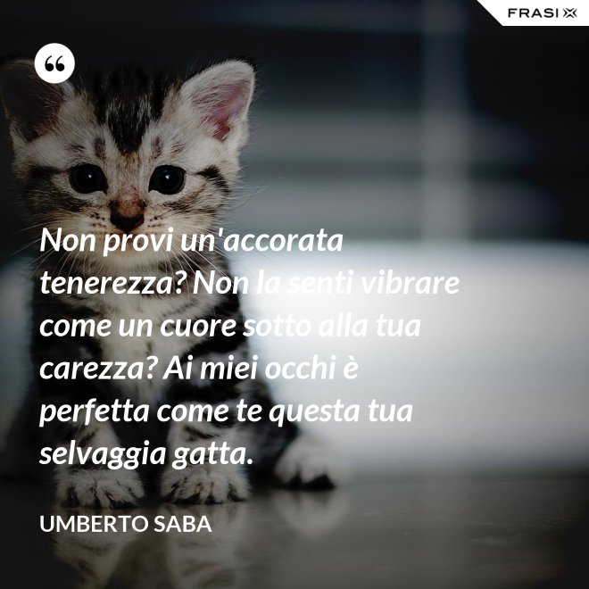 Non provi un'accorata tenerezza? Non la senti vibrare come un cuore sotto alla tua carezza? Ai miei occhi è perfetta come te questa tua selvaggia gatta. - Umberto Saba