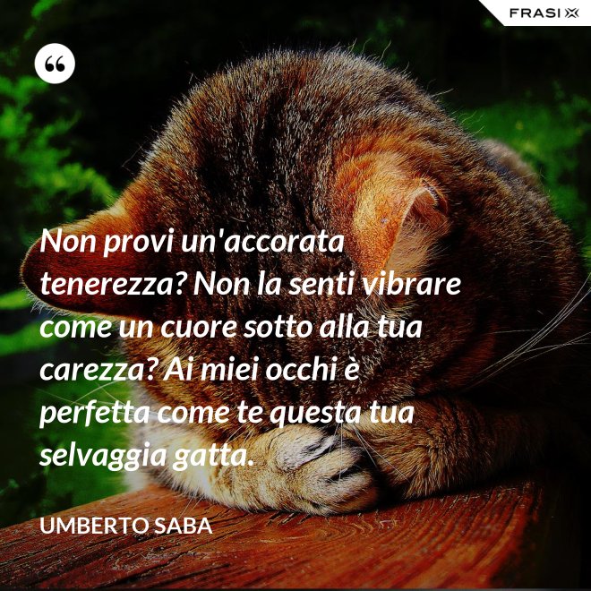 Non provi un'accorata tenerezza? Non la senti vibrare come un cuore sotto alla tua carezza? Ai miei occhi è perfetta come te questa tua selvaggia gatta. - Umberto Saba