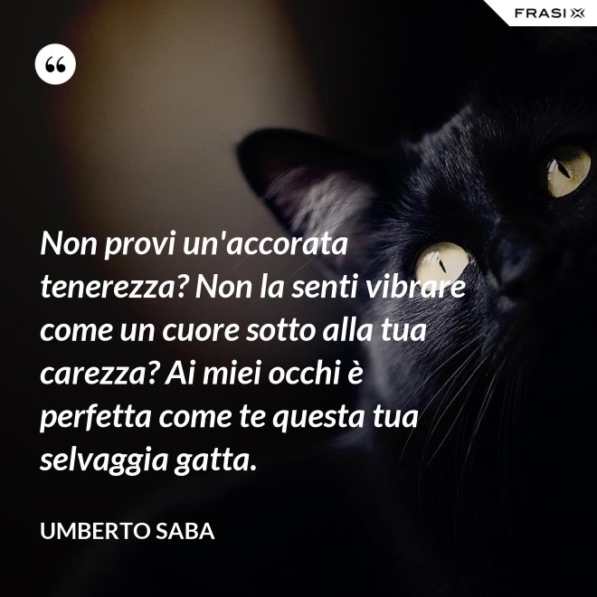 Non provi un'accorata tenerezza? Non la senti vibrare come un cuore sotto alla tua carezza? Ai miei occhi è perfetta come te questa tua selvaggia gatta. - Umberto Saba