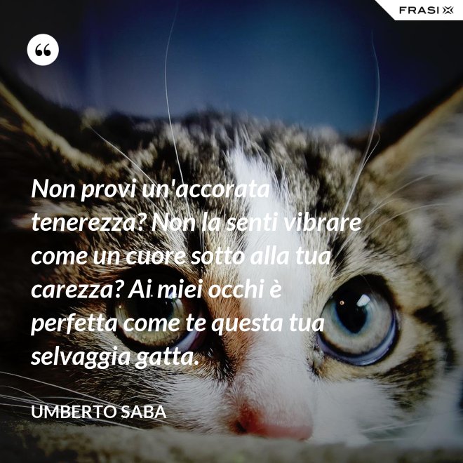 Non provi un'accorata tenerezza? Non la senti vibrare come un cuore sotto alla tua carezza? Ai miei occhi è perfetta come te questa tua selvaggia gatta. - Umberto Saba