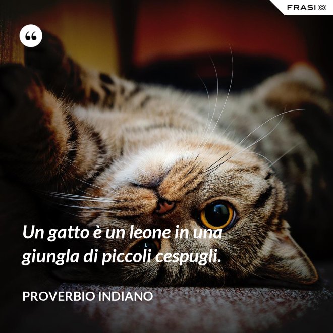 Un gatto è un leone in una giungla di piccoli cespugli. - Proverbio Indiano