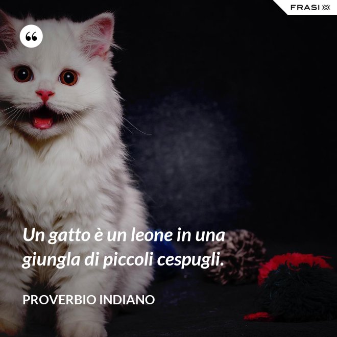 Un gatto è un leone in una giungla di piccoli cespugli. - Proverbio Indiano