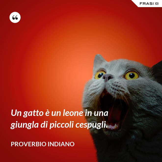 Un gatto è un leone in una giungla di piccoli cespugli. - Proverbio Indiano