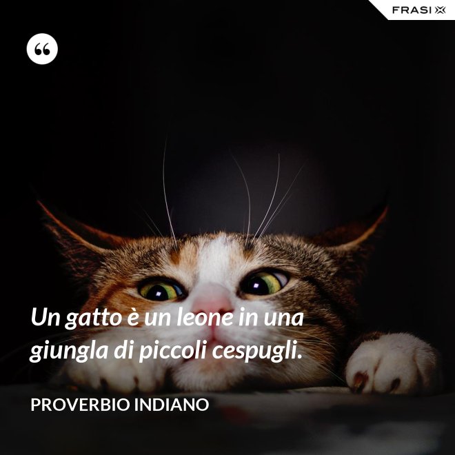 Un gatto è un leone in una giungla di piccoli cespugli. - Proverbio Indiano