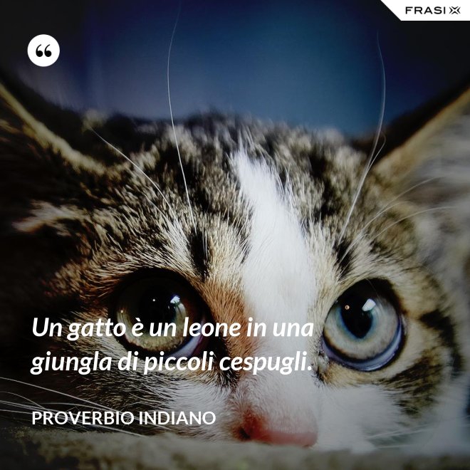 Un gatto è un leone in una giungla di piccoli cespugli. - Proverbio Indiano