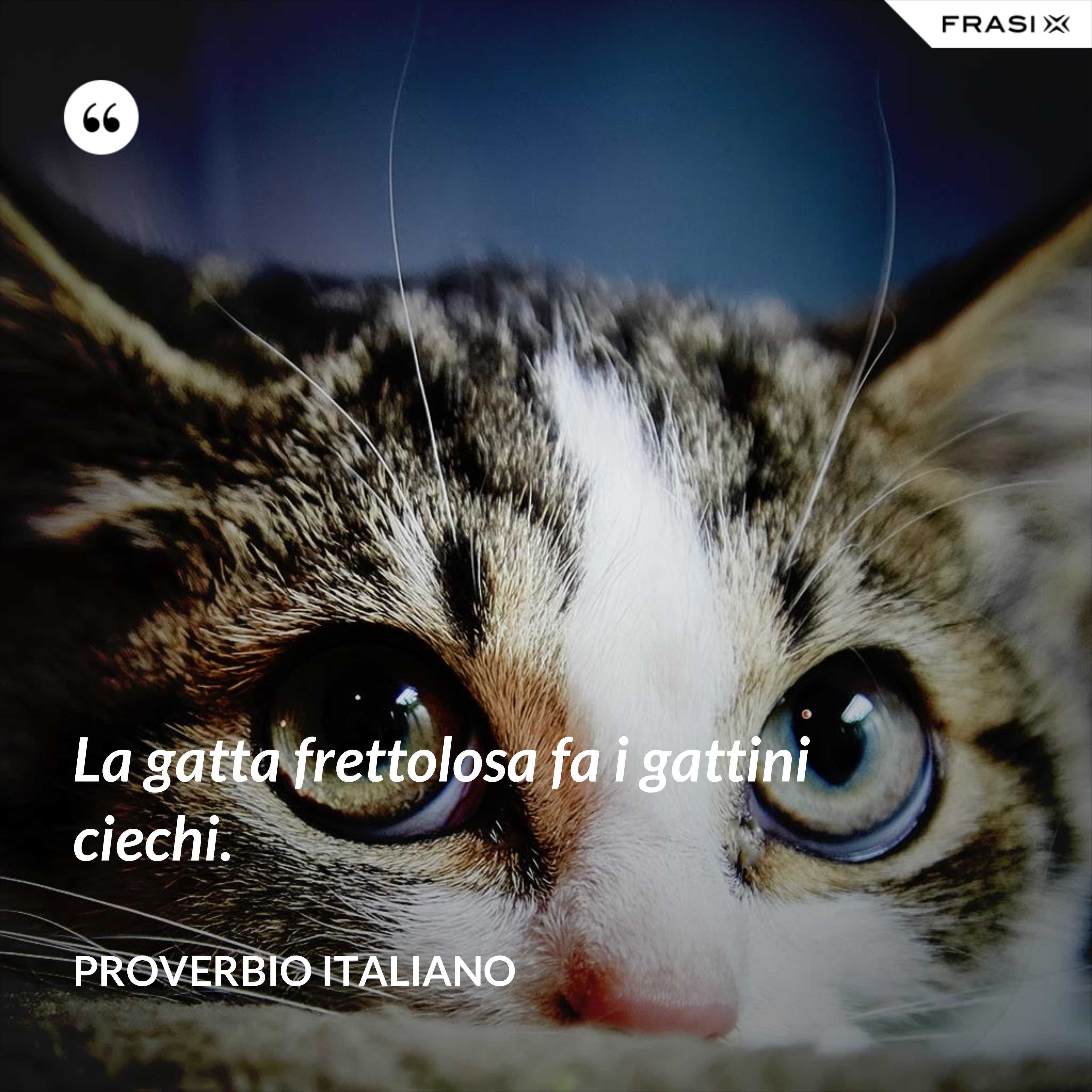 La gatta frettolosa fa i gattini ciechi. - Proverbio italiano