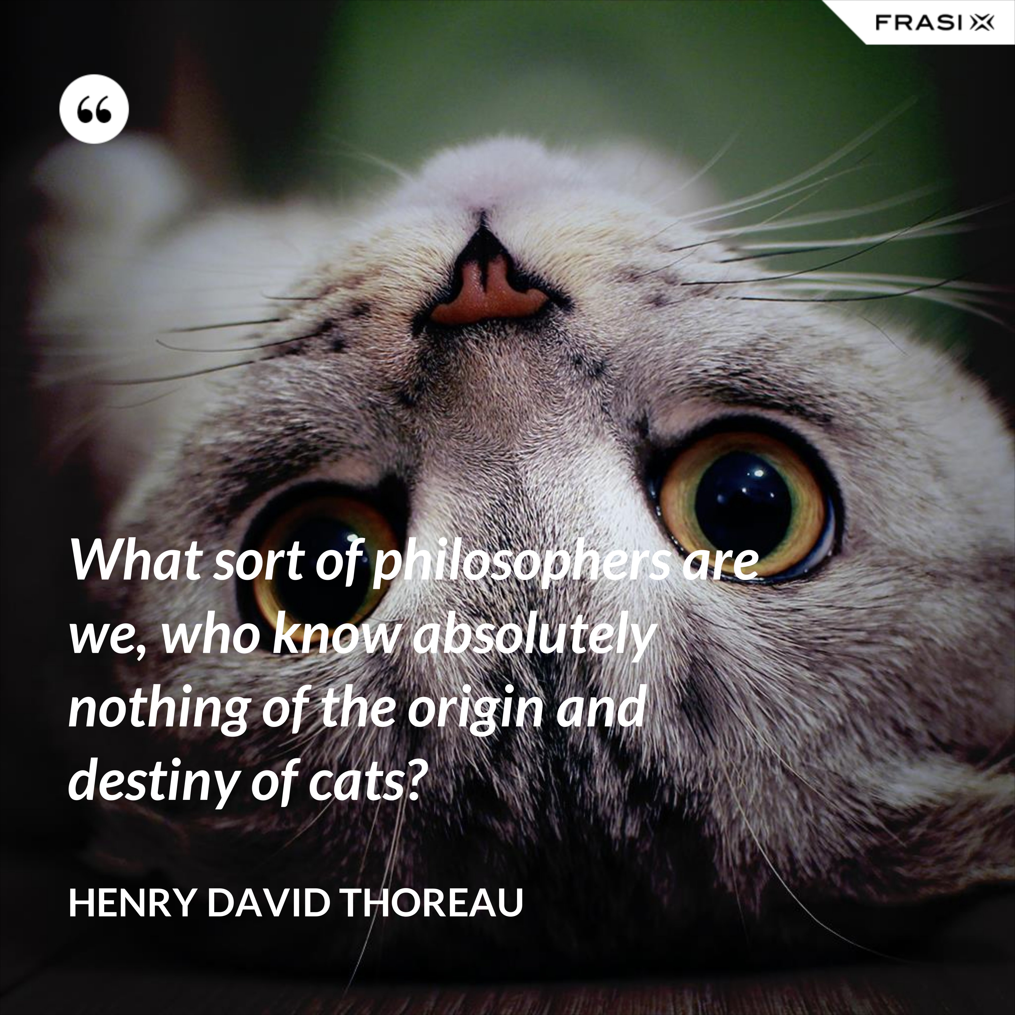 What sort of philosophers are we, who know absolutely nothing of the origin and destiny of cats? - Henry David Thoreau
