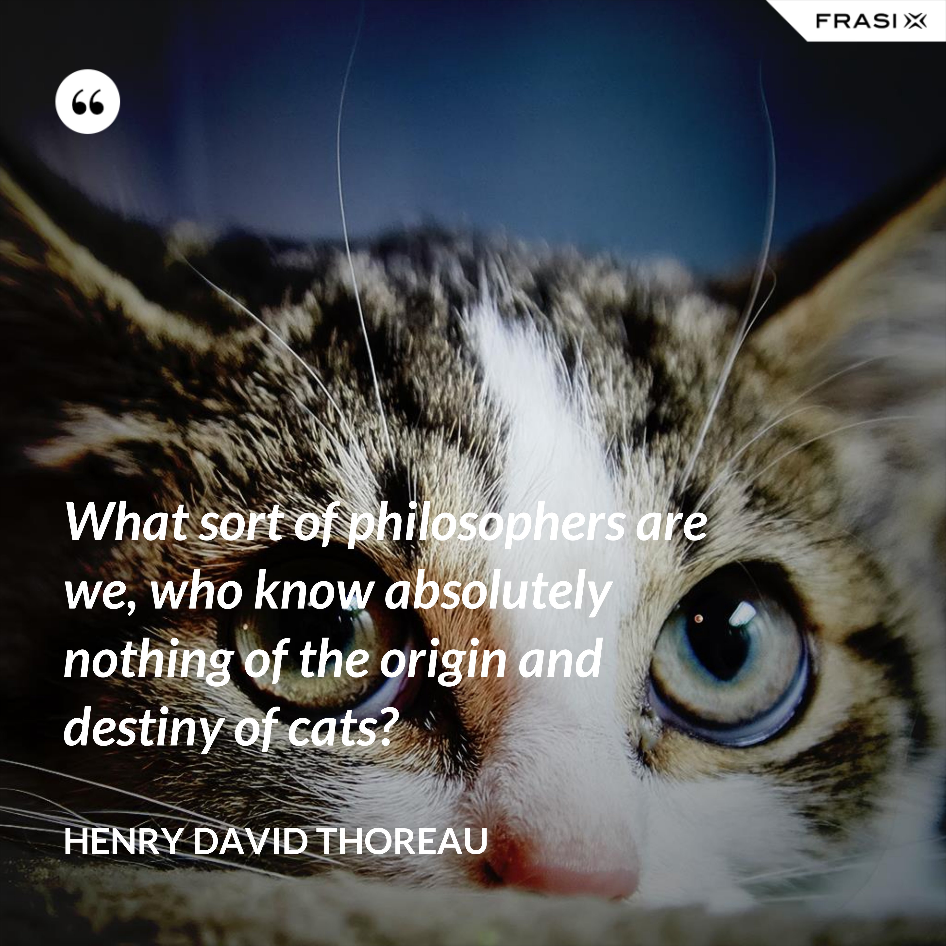 What sort of philosophers are we, who know absolutely nothing of the origin and destiny of cats? - Henry David Thoreau