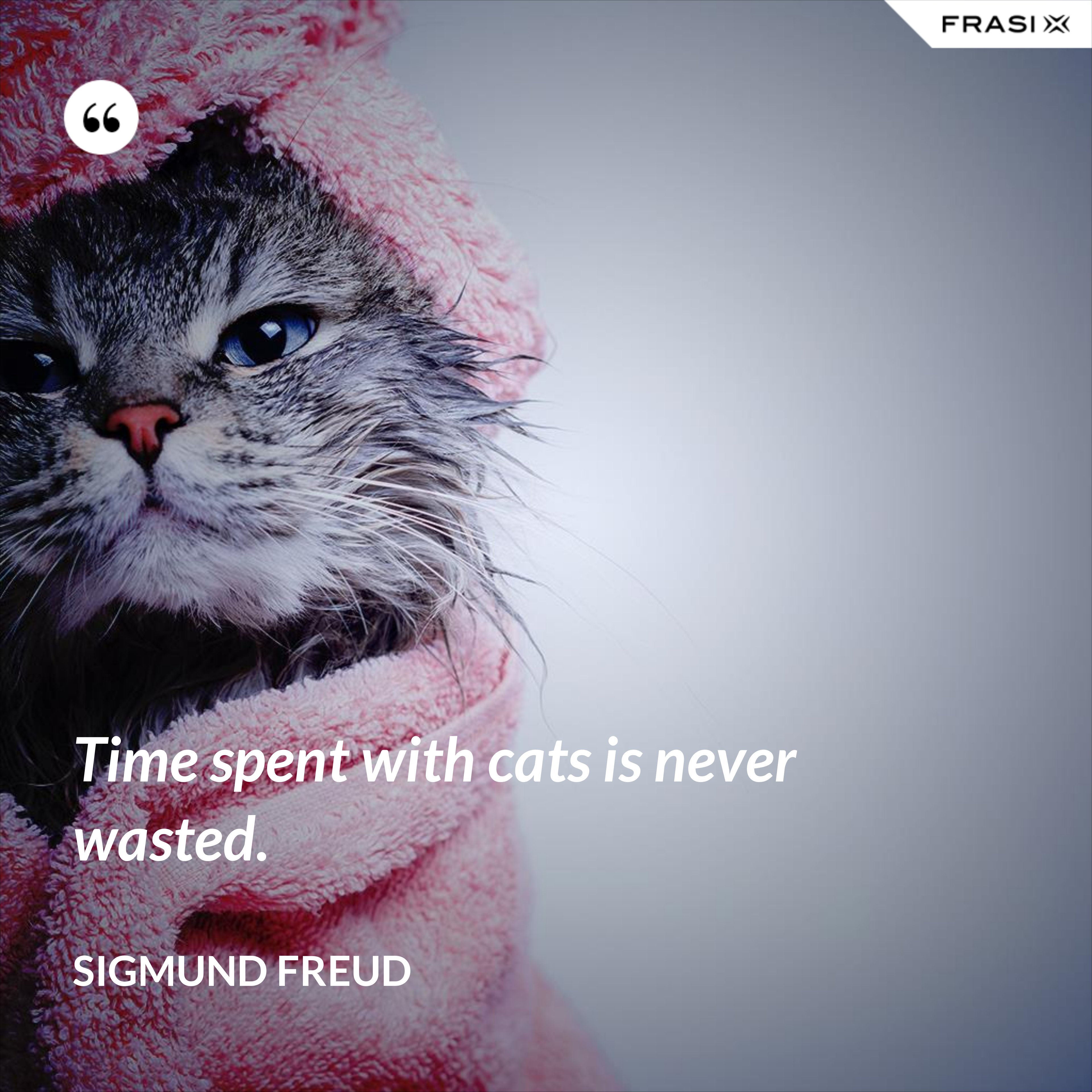 Time spent with cats is never wasted. - Sigmund Freud