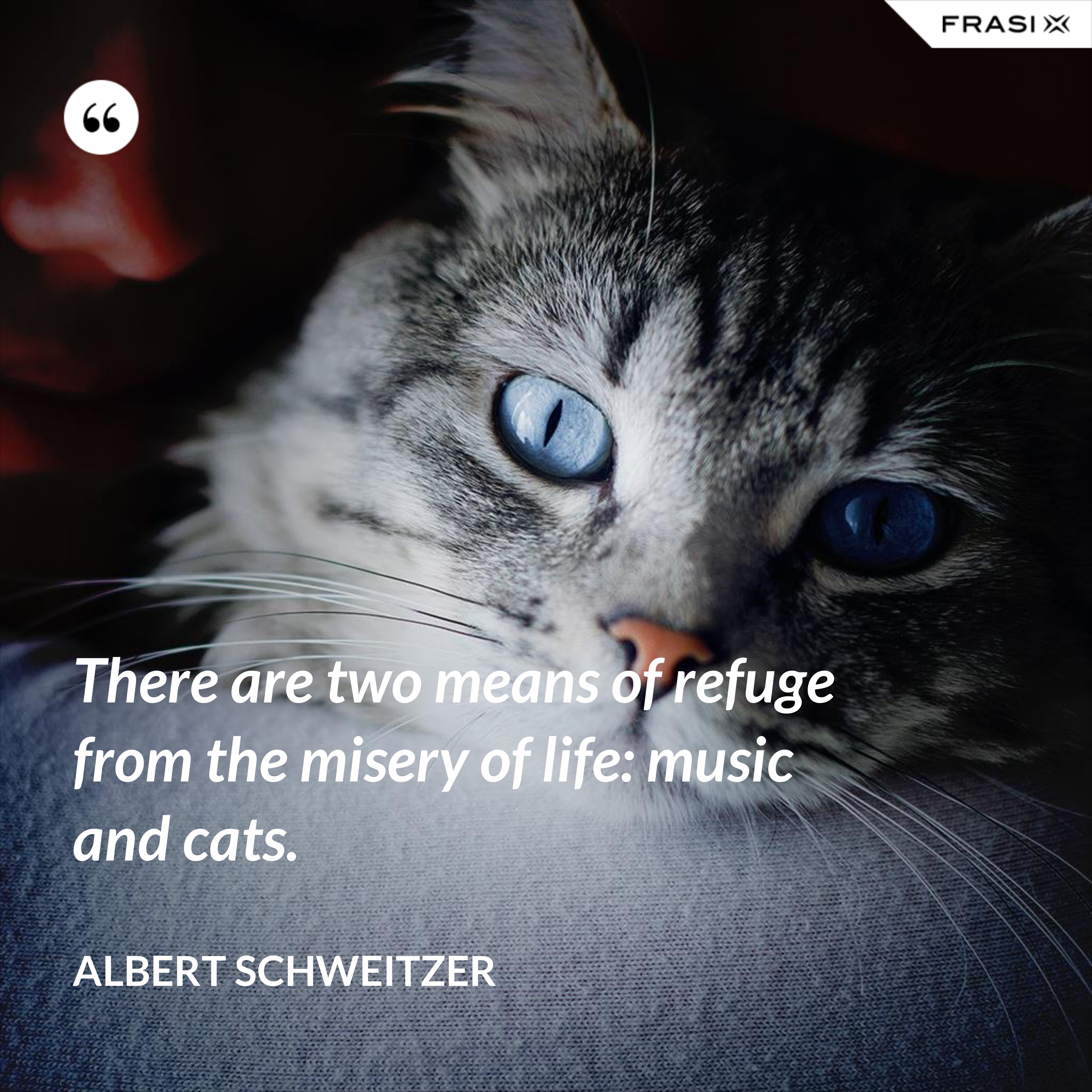There are two means of refuge from the misery of life: music and cats. - Albert Schweitzer