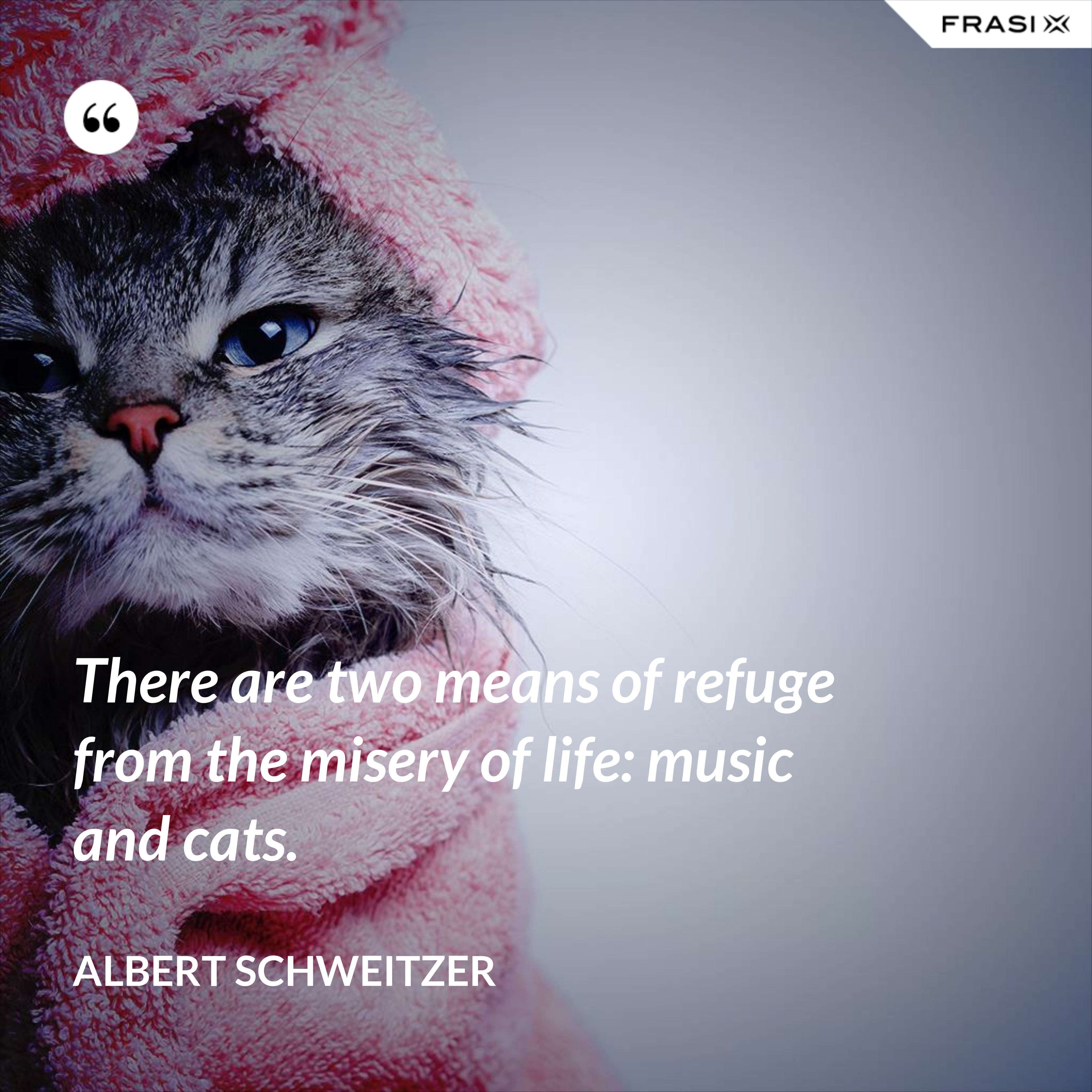 There are two means of refuge from the misery of life: music and cats. - Albert Schweitzer