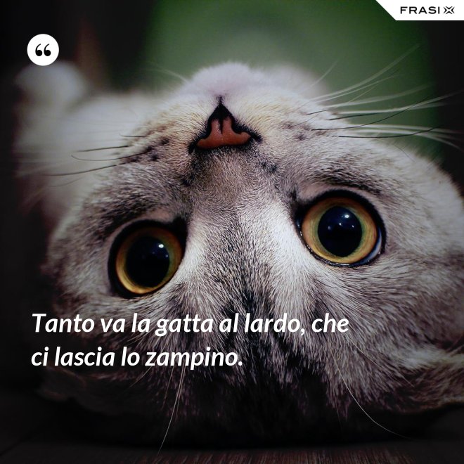 Tanto Va La Gatta Al Lardo Film