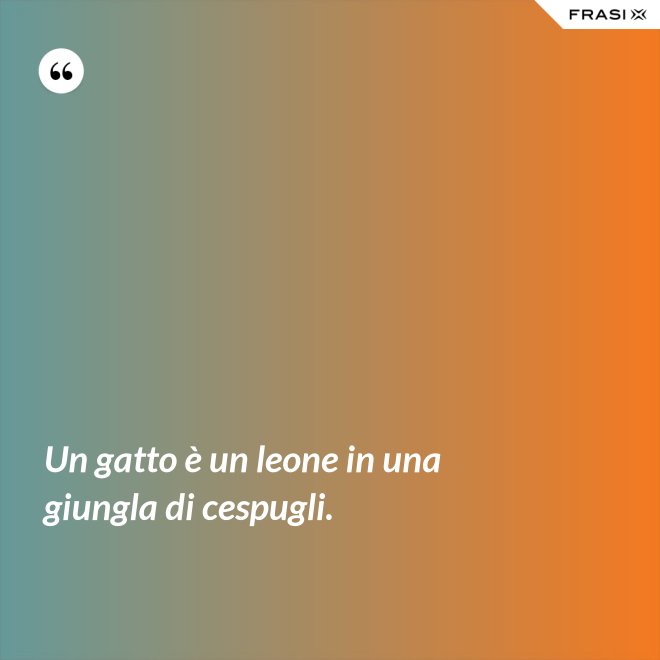 Un gatto è un leone in una giungla di cespugli. - Anonimo