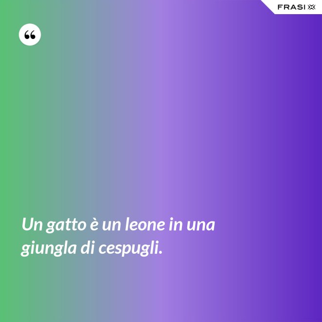 Un gatto è un leone in una giungla di cespugli. - Anonimo