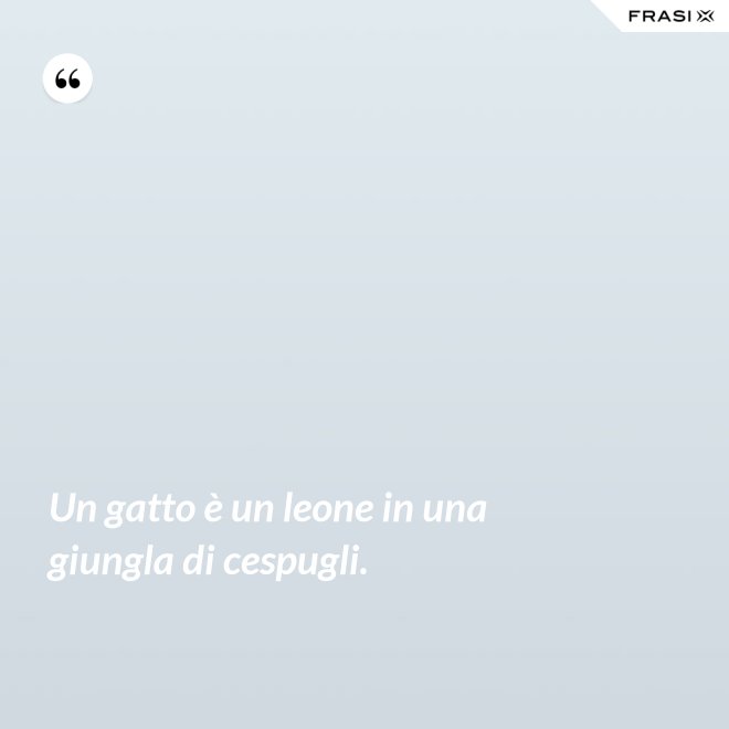 Un gatto è un leone in una giungla di cespugli. - Anonimo