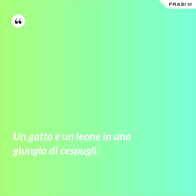 Un gatto è un leone in una giungla di cespugli. - Anonimo