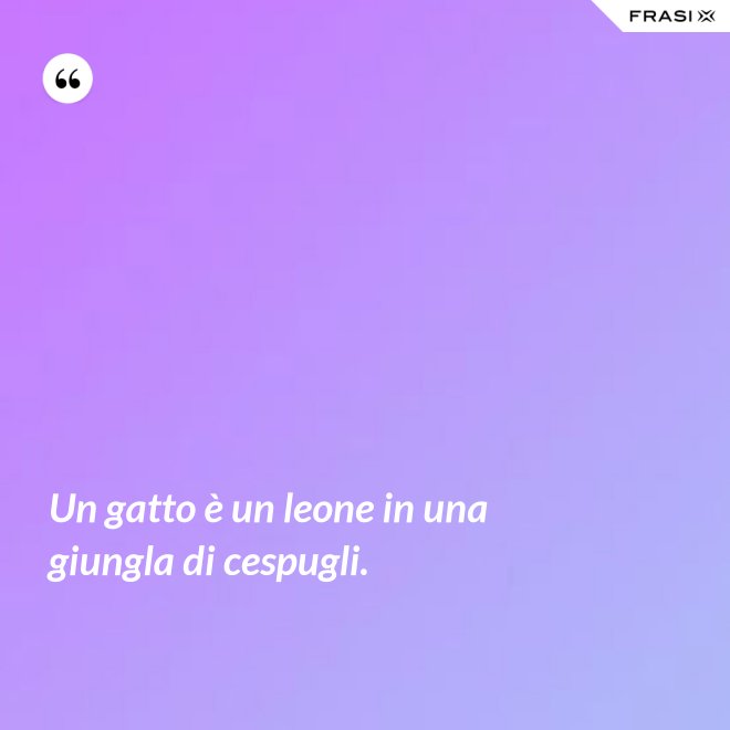 Un gatto è un leone in una giungla di cespugli. - Anonimo