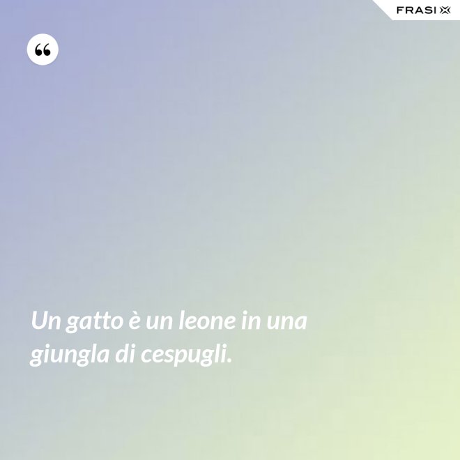 Un gatto è un leone in una giungla di cespugli. - Anonimo