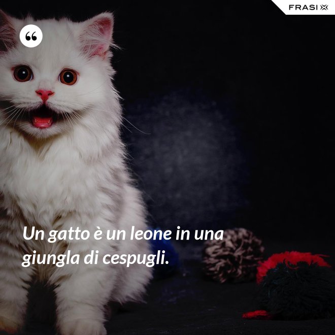 Un gatto è un leone in una giungla di cespugli. - Anonimo