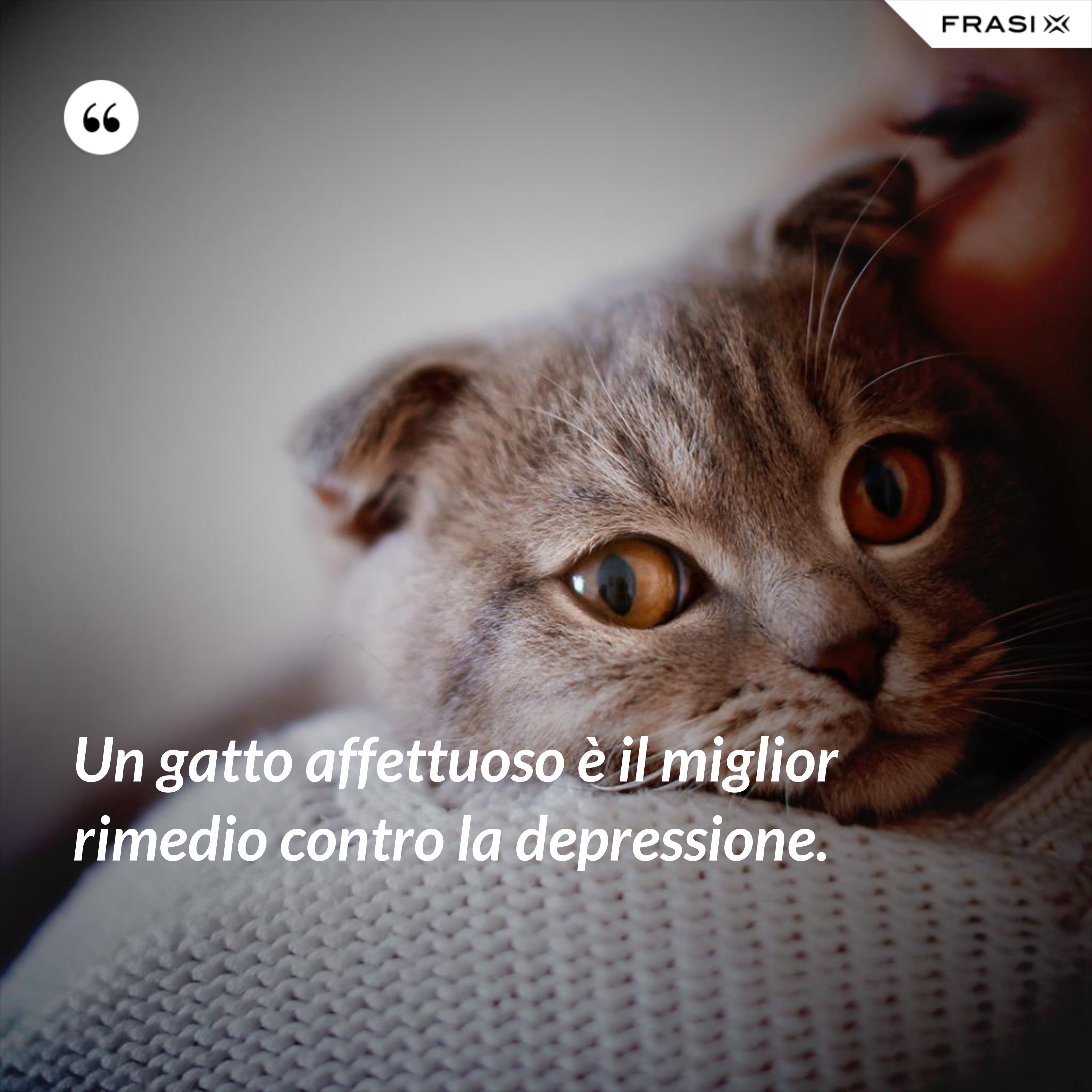 Un gatto affettuoso è il miglior rimedio contro la depressione. - Anonimo