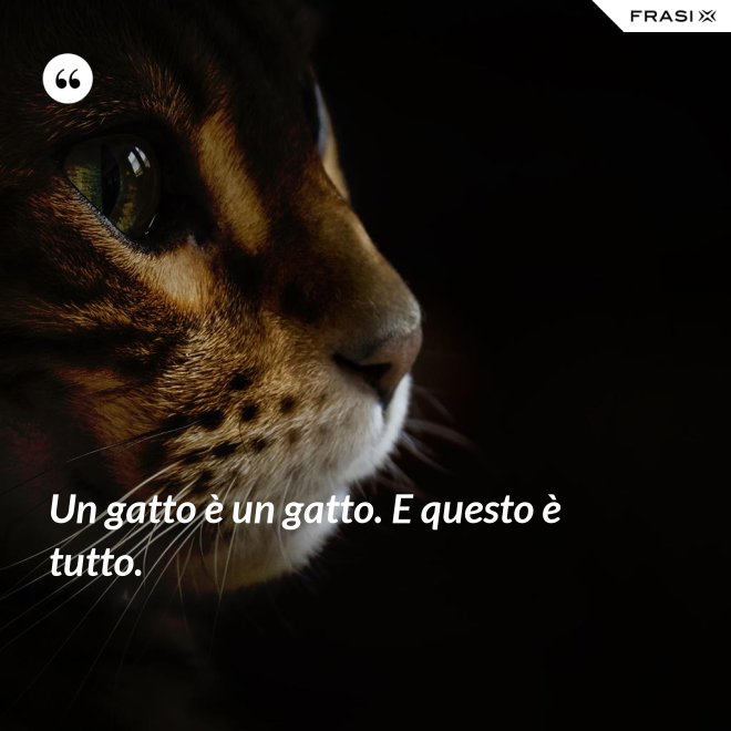 Un gatto è un gatto. E questo è tutto. - Anonimo