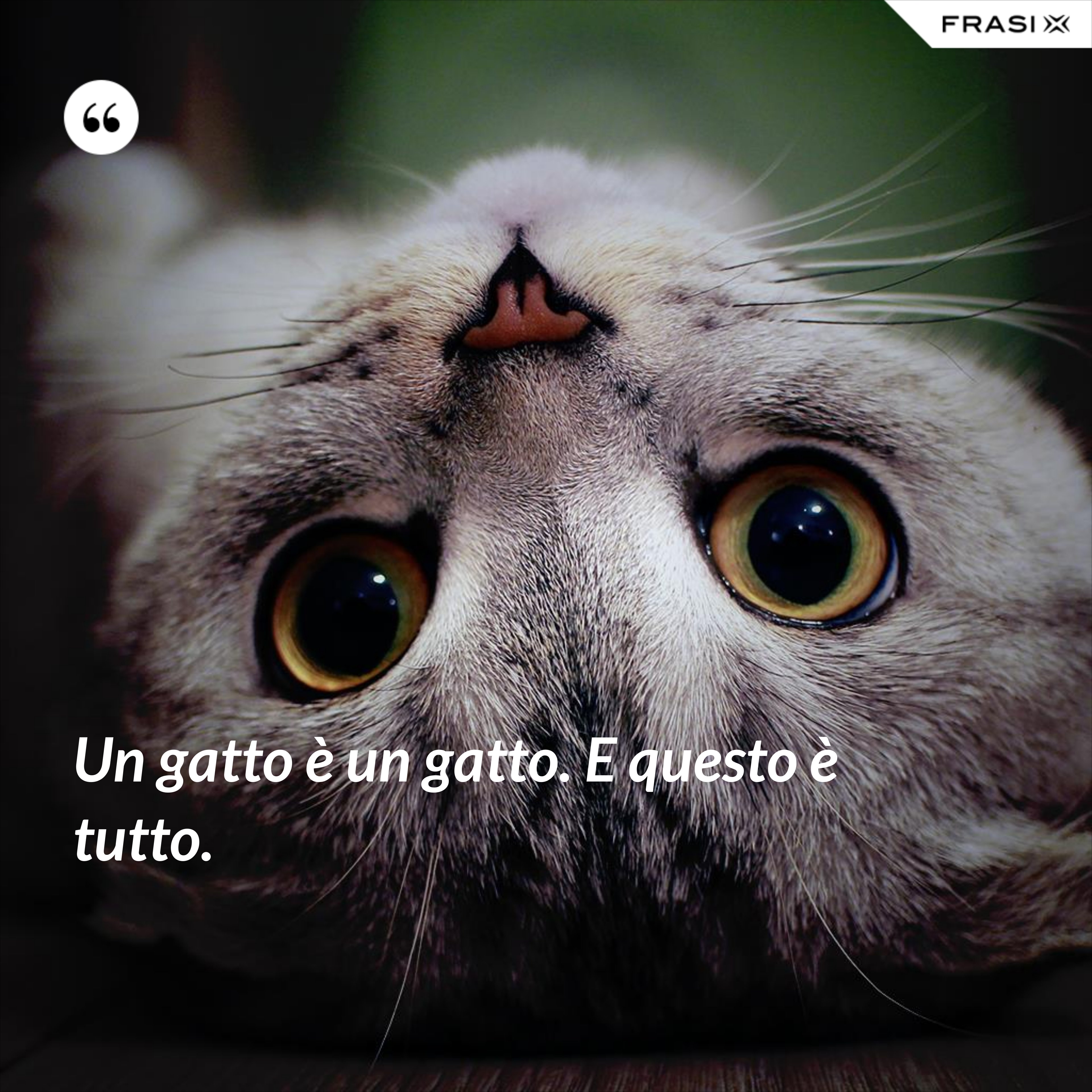 Un gatto è un gatto. E questo è tutto. - Anonimo