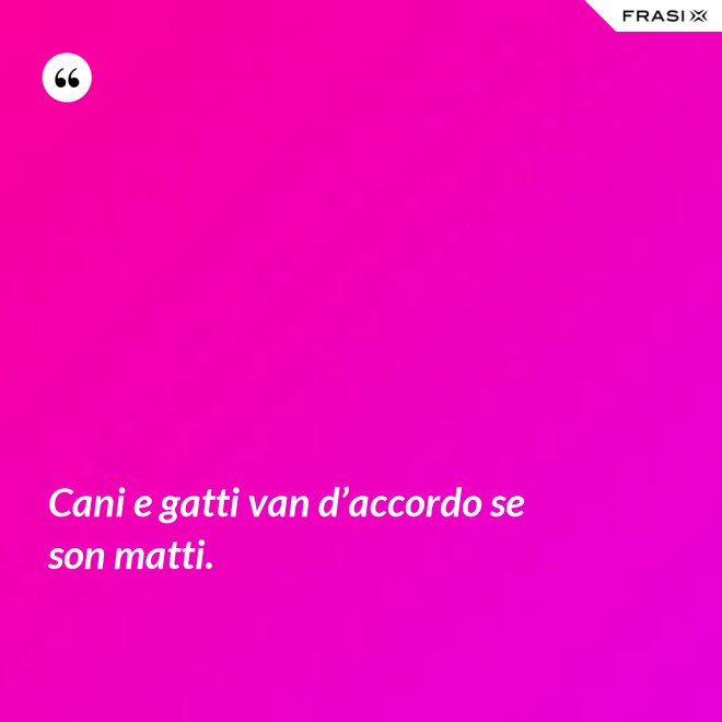 Cani e gatti van d’accordo se son matti. - Anonimo