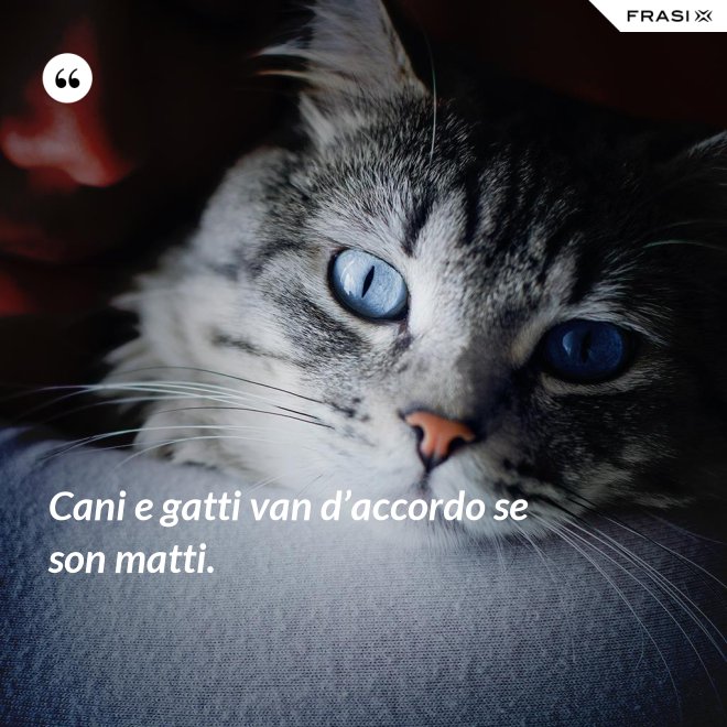 Cani e gatti van d’accordo se son matti. - Anonimo