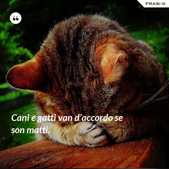 Cani e gatti van d’accordo se son matti. - Anonimo