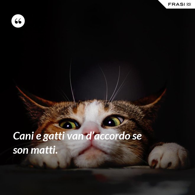 Cani e gatti van d’accordo se son matti. - Anonimo