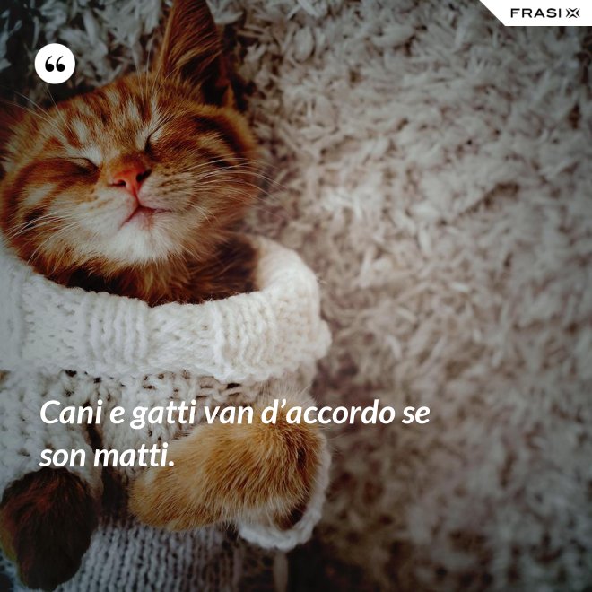 Cani e gatti van d’accordo se son matti. - Anonimo