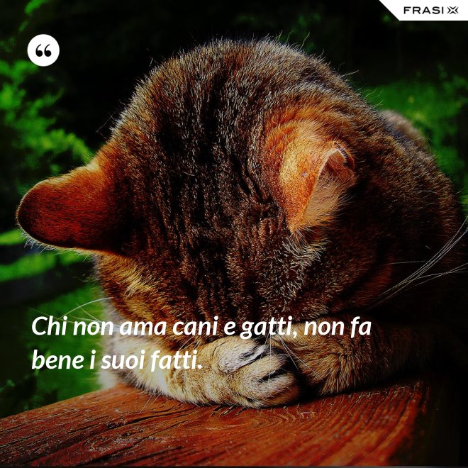 Chi non ama cani e gatti, non fa bene i suoi fatti. - Anonimo