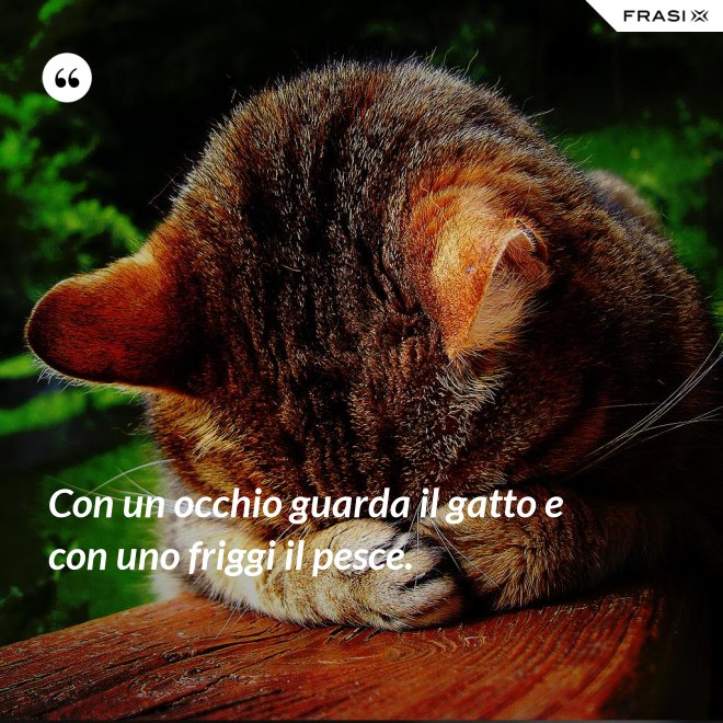 Con un occhio guarda il gatto e con uno friggi il pesce. - Anonimo