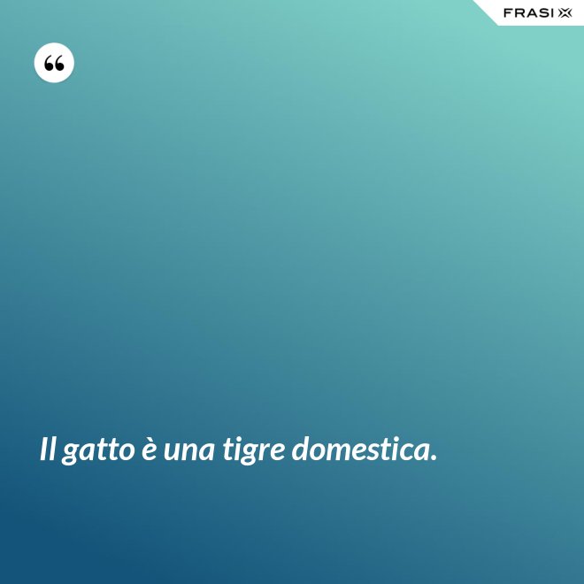 Il gatto è una tigre domestica. - Anonimo