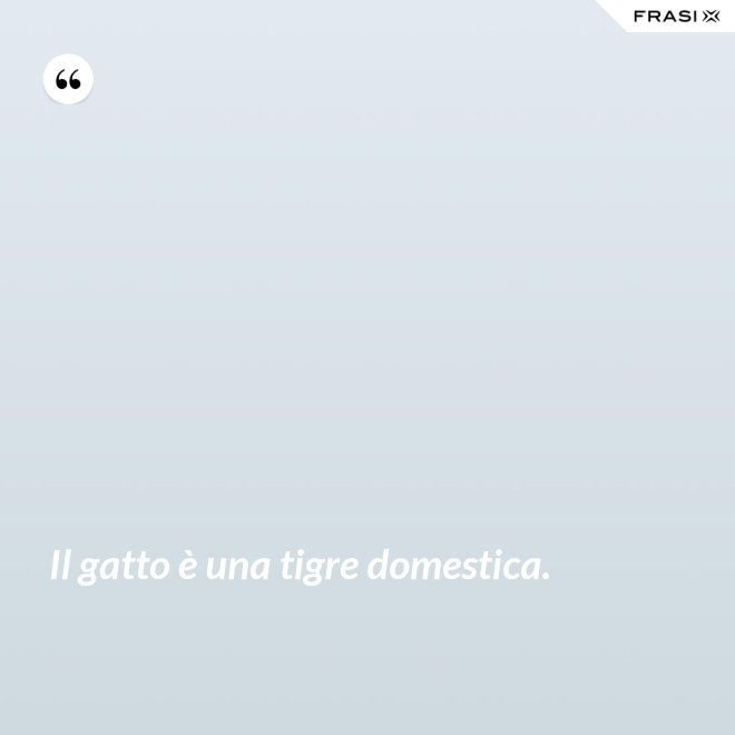 Il gatto è una tigre domestica. - Anonimo