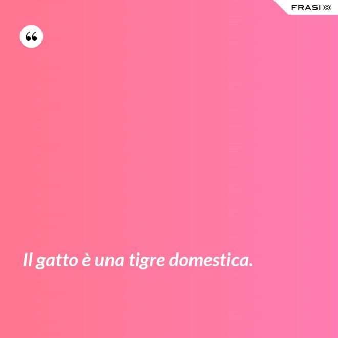 Il gatto è una tigre domestica. - Anonimo