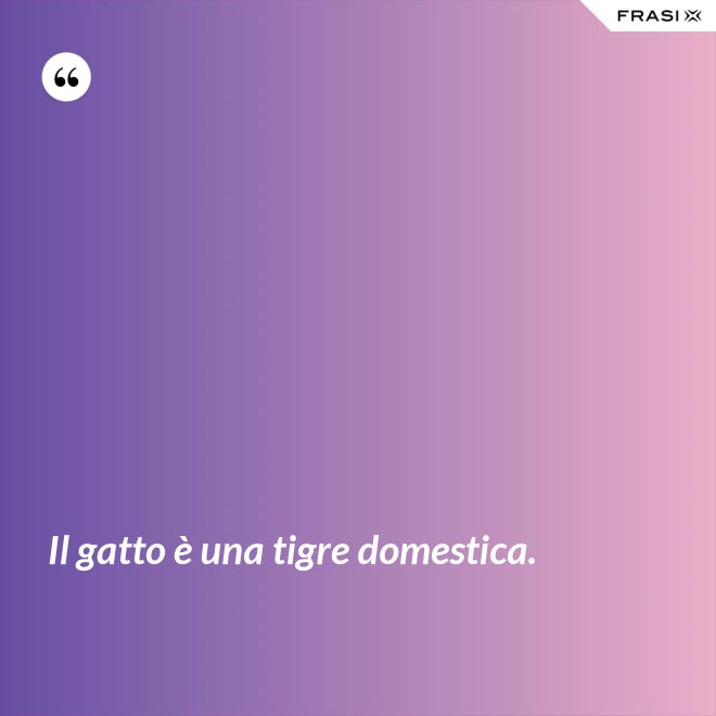 Il gatto è una tigre domestica. - Anonimo