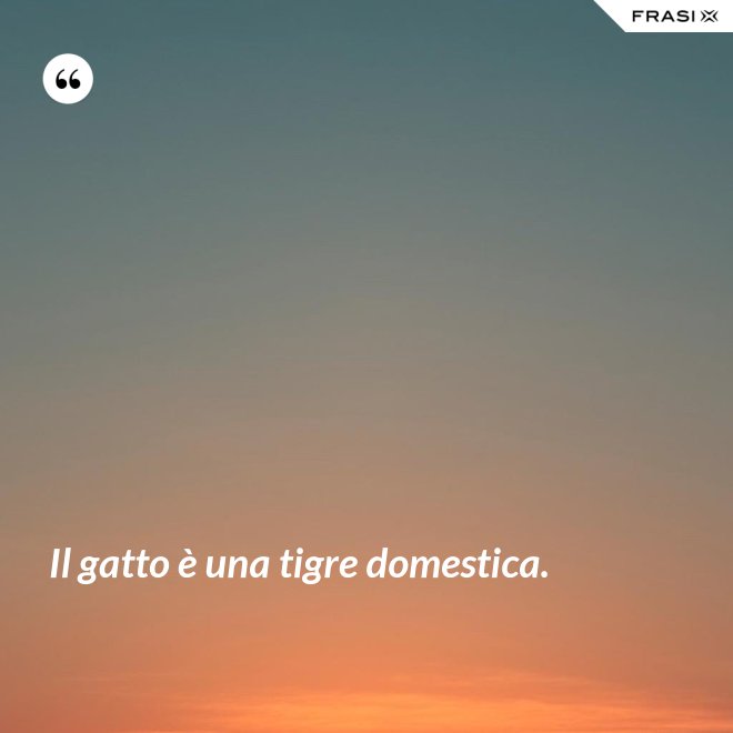 Il gatto è una tigre domestica. - Anonimo