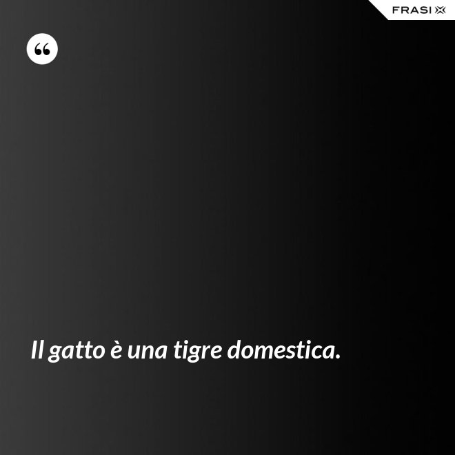 Il gatto è una tigre domestica. - Anonimo
