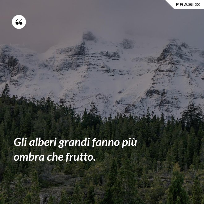 Gli alberi grandi fanno più ombra che frutto. - Anonimo