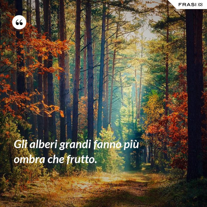 Gli alberi grandi fanno più ombra che frutto. - Anonimo